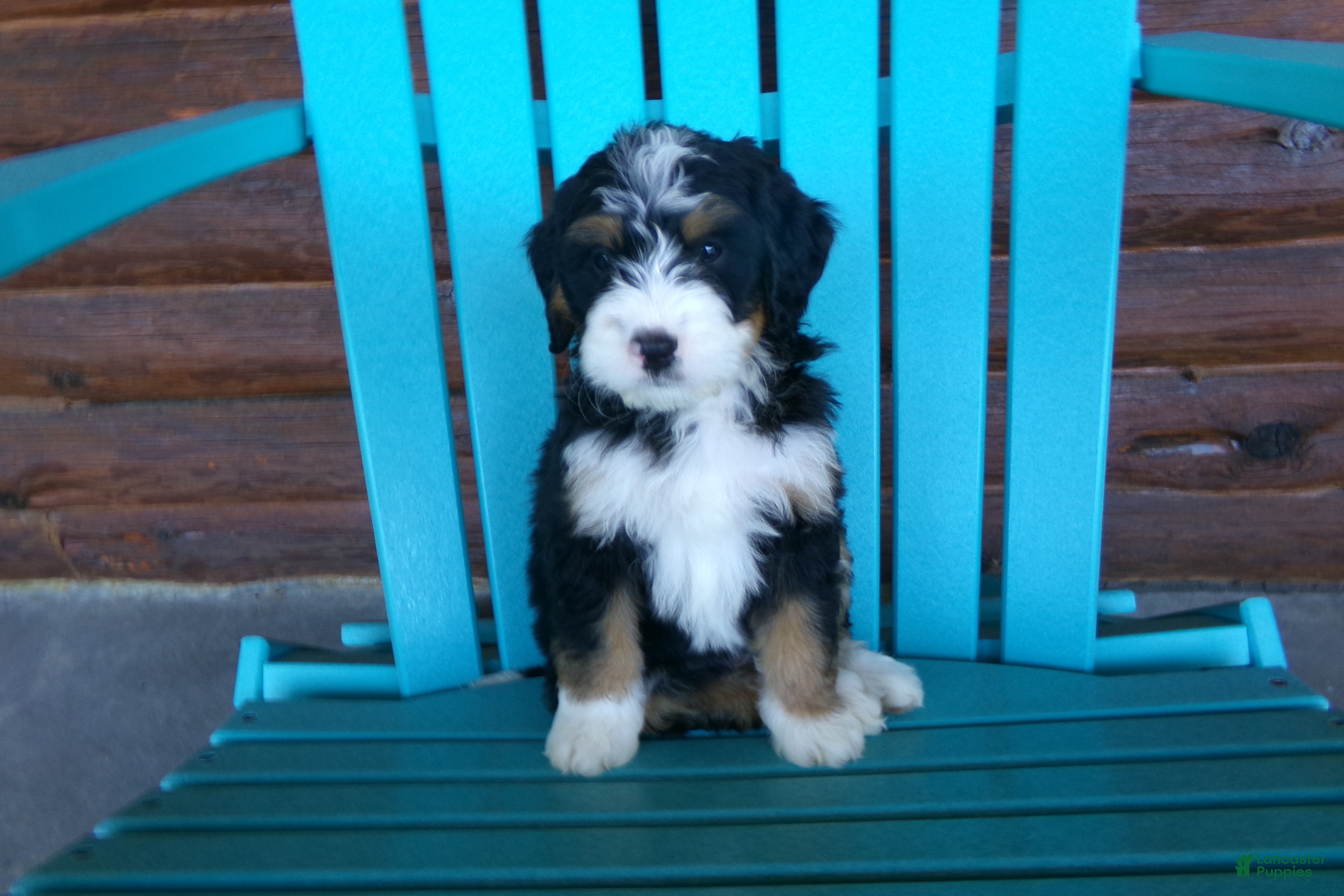 Mini Bernedoodle dogs Bobby - Ad 2