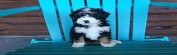 Mini Bernedoodle dogs for sale: Bobby - Ad 2