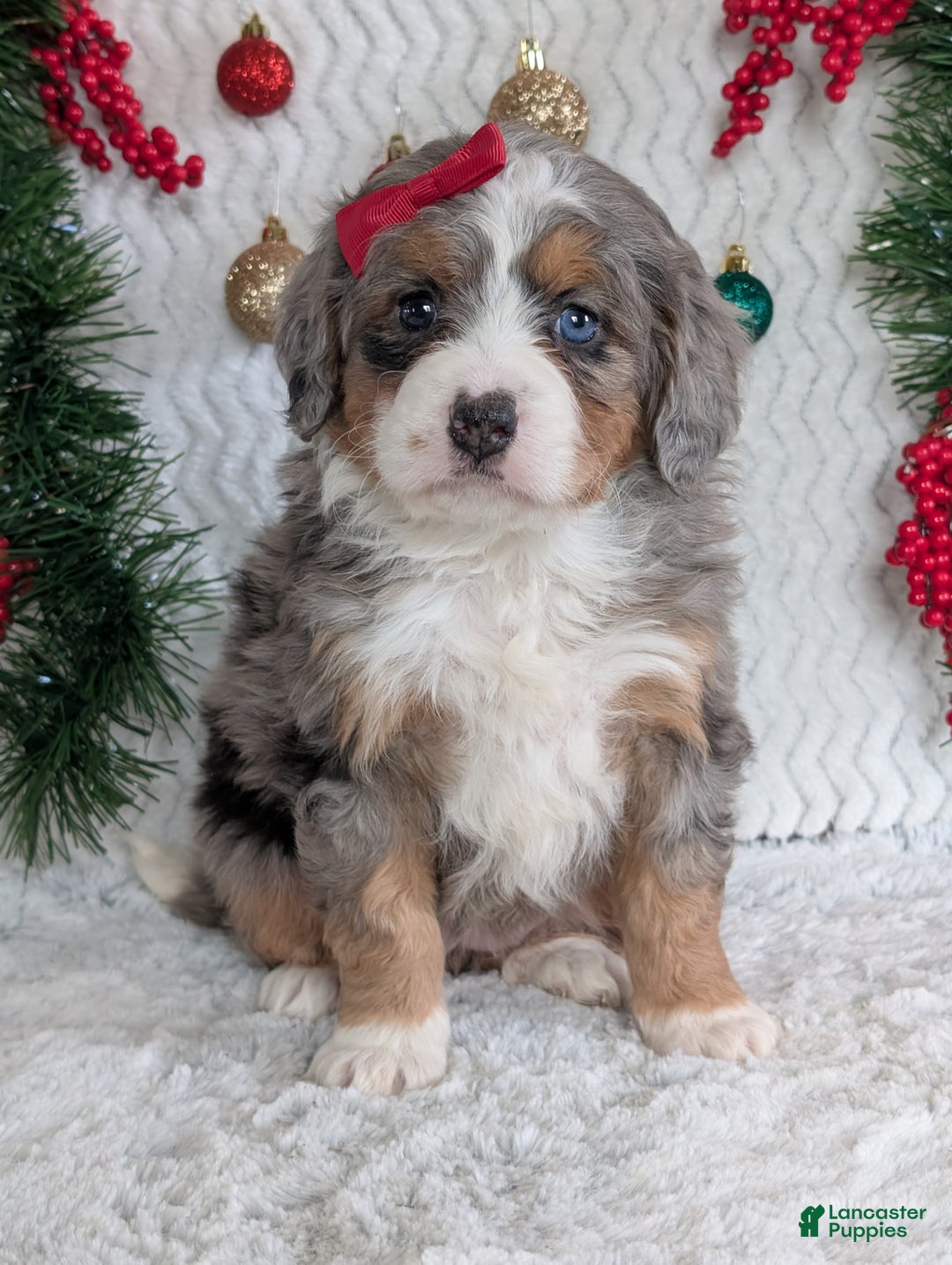 Mini Bernedoodle dogs for sale: Mini Daisy  - Ad 4