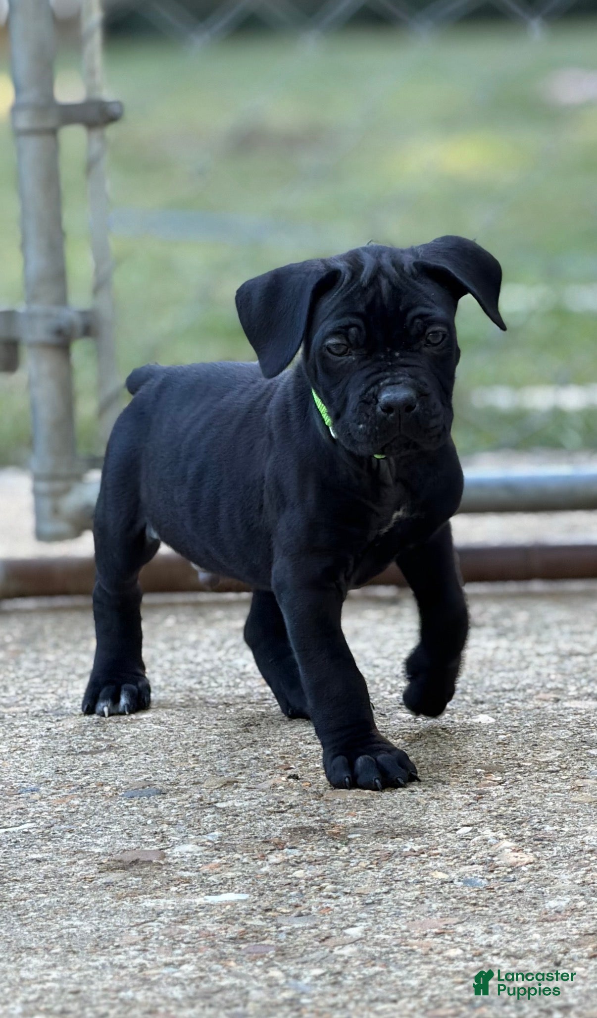 Cane Corso dogs for sale: Cane Corso (Green) - Ad 2