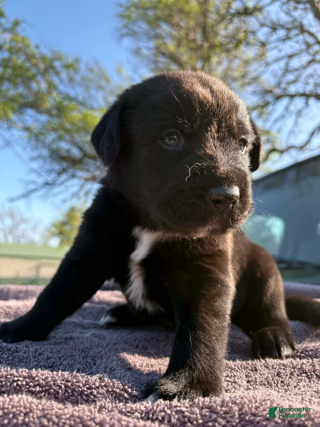 Mixed Breed dogs for sale: Mixed Breed Puppy 5 - Ad 2