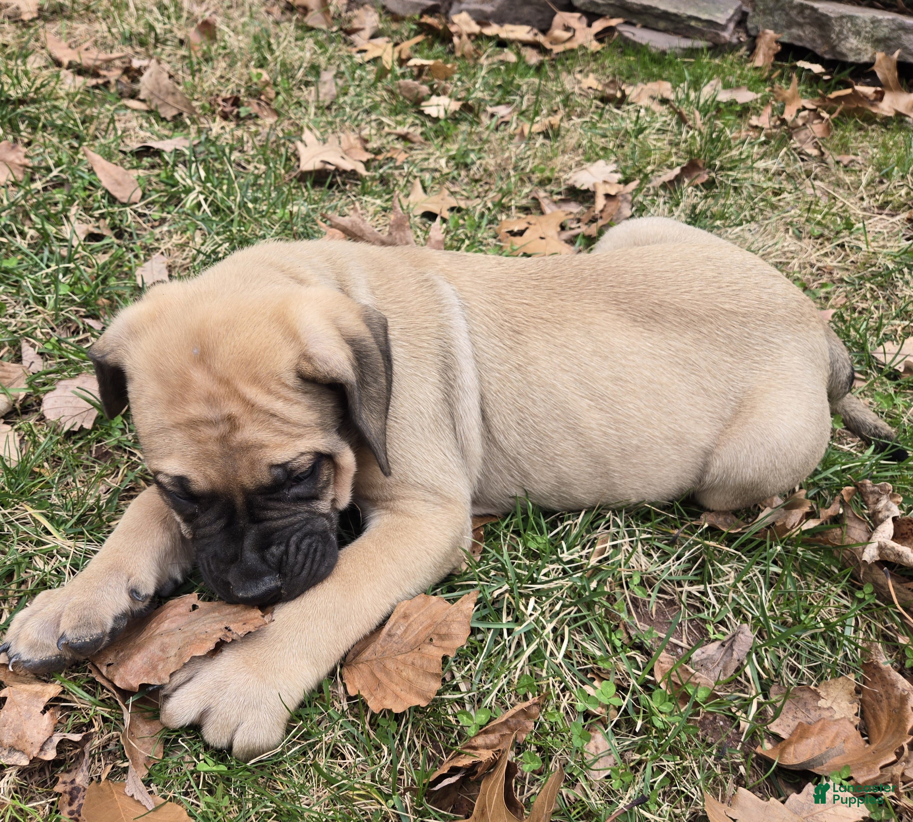 English Mastiff dogs Flo - Ad 18