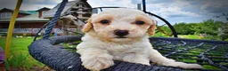 Havapoo dogs for sale: Ashley-SUMMER SALE!! $100 off listed price-this week only! - Ad 4