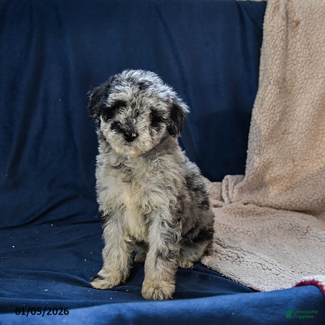 Miniature Poodle dogs for sale: Bailey - Ad 3
