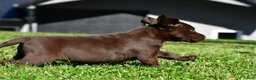 Labrador Retriever dogs for sale: Chai - Ad 3