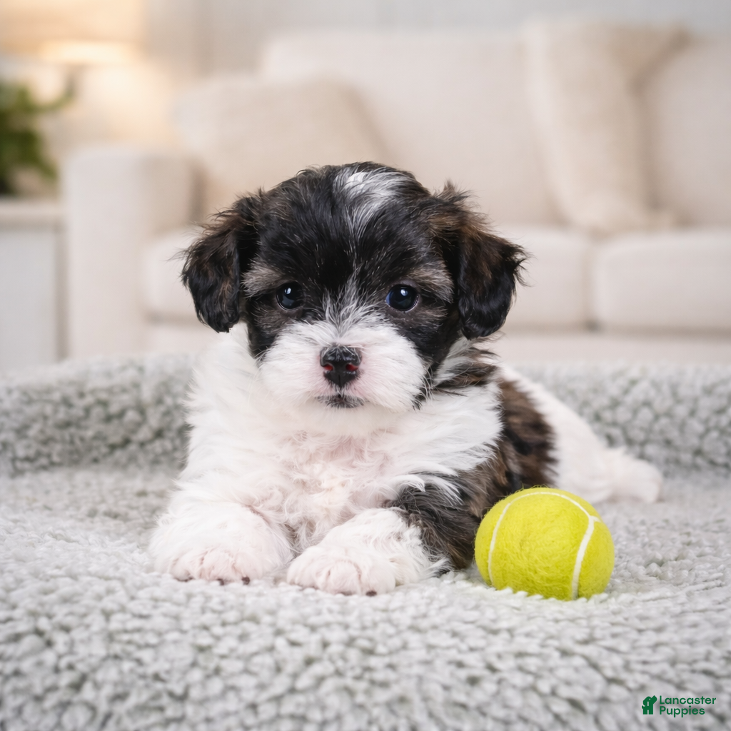 Maltipoo dogs BENTLEY - Ad 2