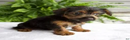 Yorkshire Terrier dogs for sale: Carla - Ad 3