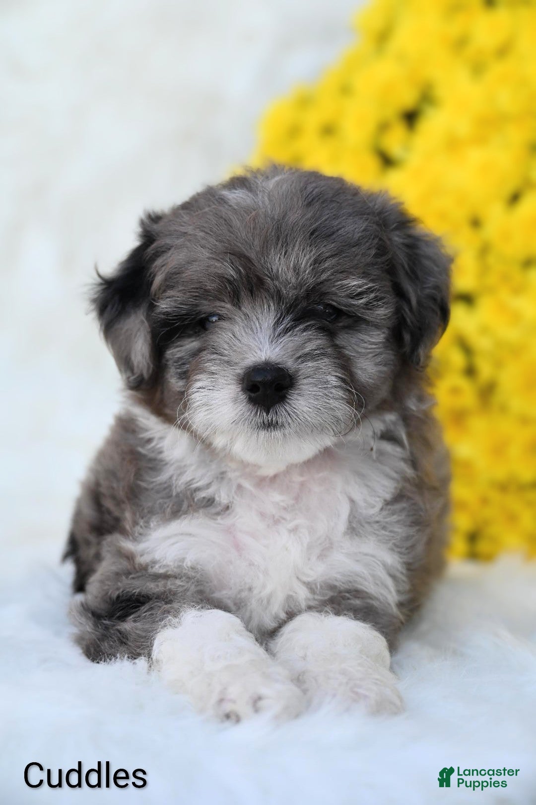 Mini Aussiedoodle dogs Cuddles - Ad 2