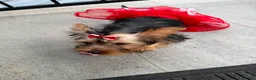 Yorkshire Terrier dogs for sale: Buttercup - Ad 2