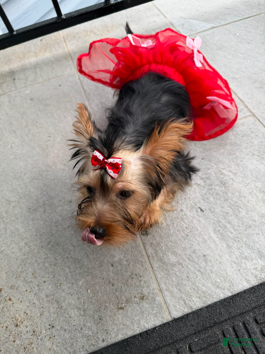 Yorkshire Terrier dogs for sale: Buttercup - Ad 2