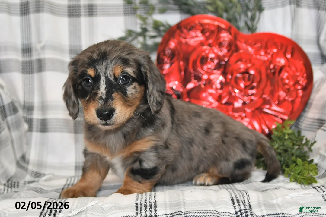 Miniature Dachshund dogs for sale: Cookie - Ad 2