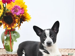 Mixed Breed dogs - Ad 18