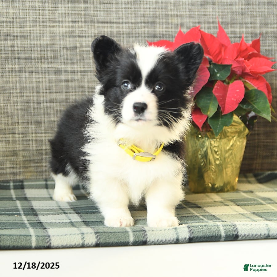 Welsh Corgi Pembroke dogs Fluffy Flurry - Ad 27