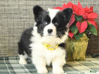 Welsh Corgi Pembroke dogs Fluffy Flurry - Ad 29