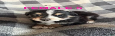 April - Female 5