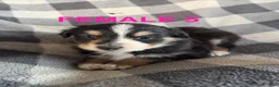 Australian Shepherd dogs for sale: April - Female 5 - Ad 1