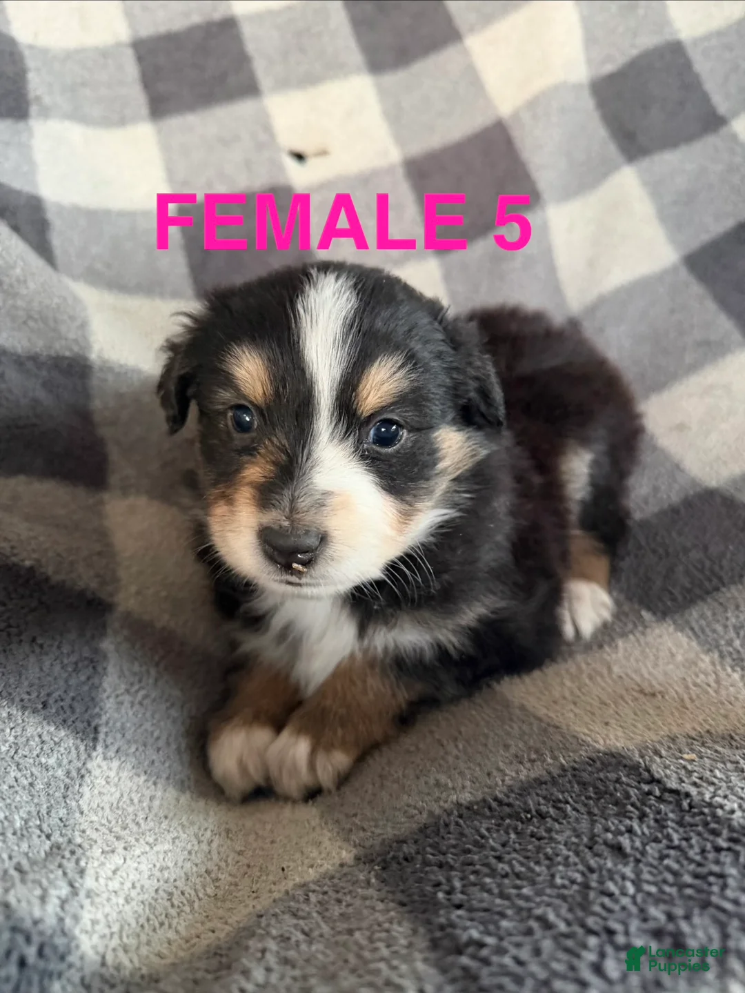 Australian Shepherd dogs for sale: April - Female 5 - Ad 1