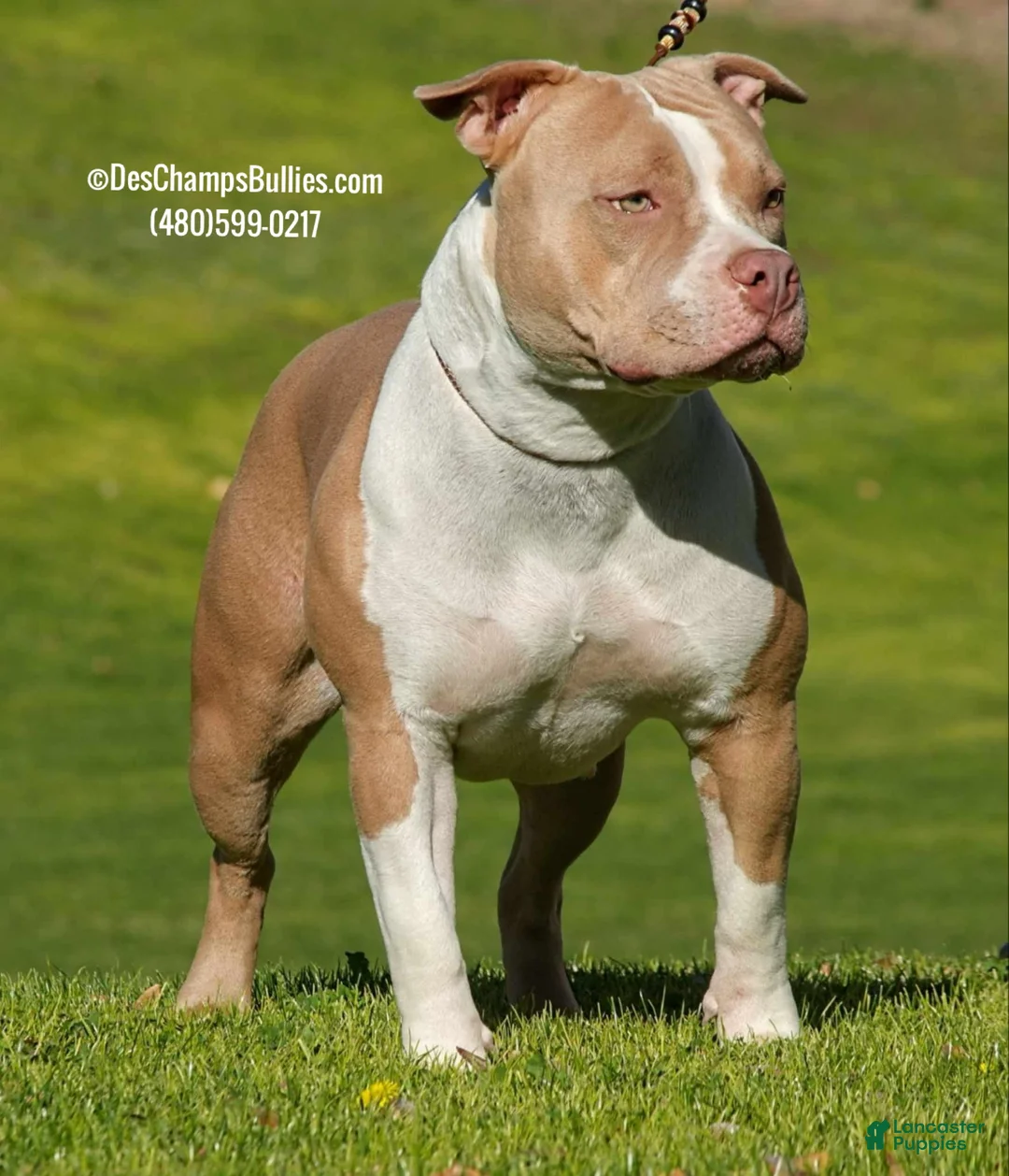 American Bully dogs for sale: American Bully Puppy 1 - Ad 9