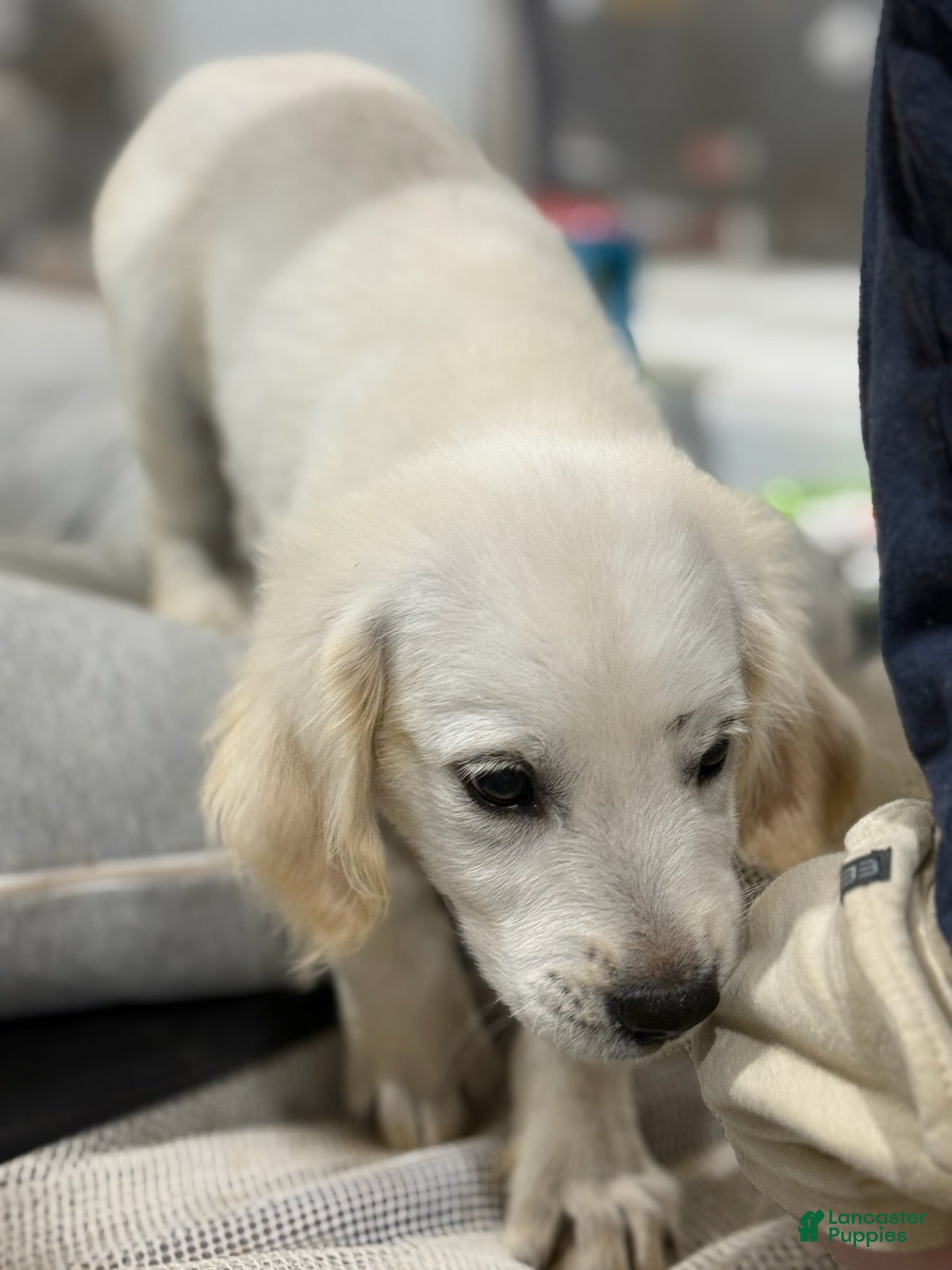 Golden Retriever dogs Milo - Ad 1