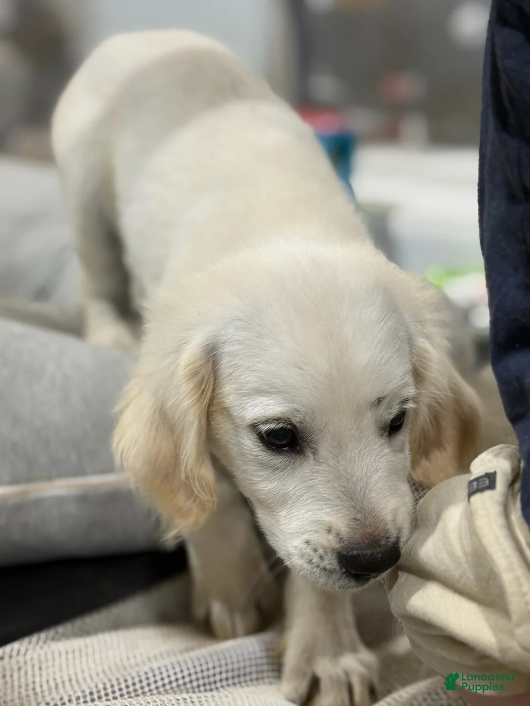 Golden Retriever dogs for sale: Milo - Ad 1