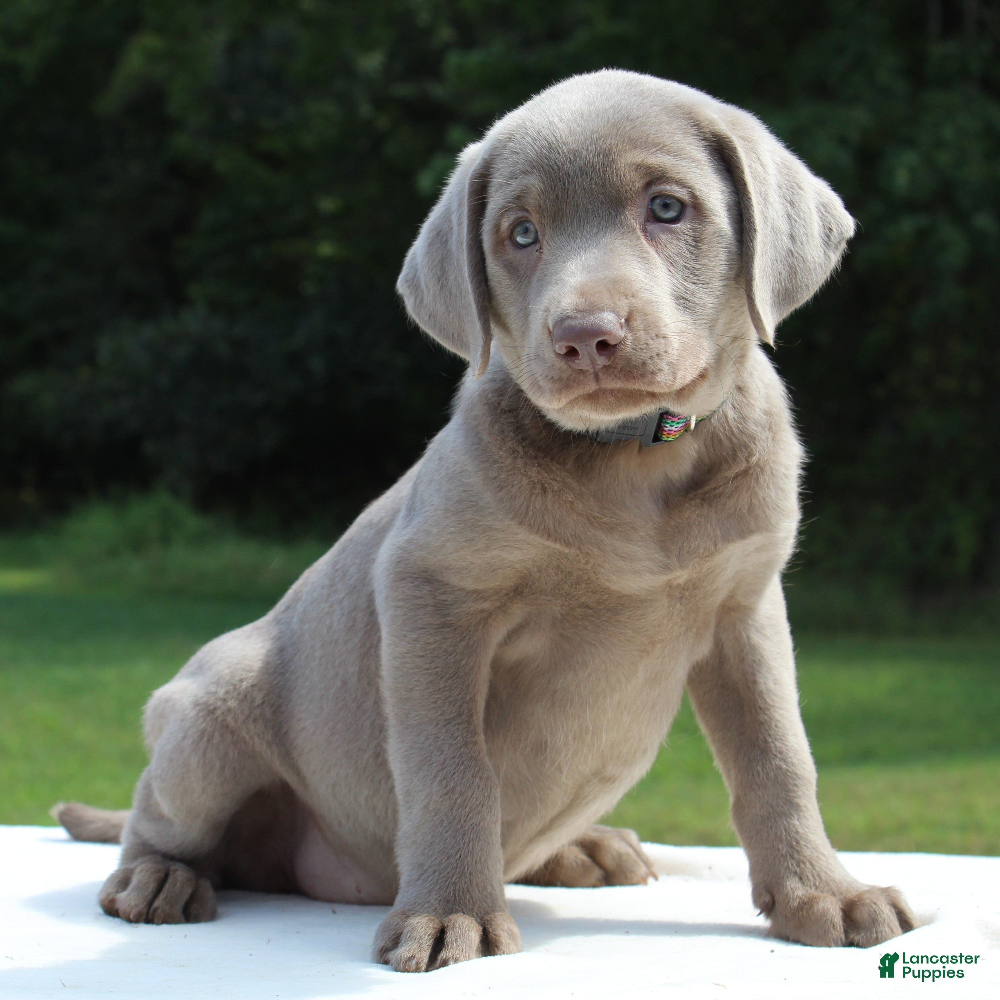 Labrador Retriever dogs Tessa - Ad 2