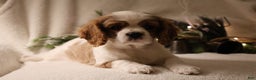 Cavalier King Charles Spaniel dogs for sale: Lexi - Ad 12