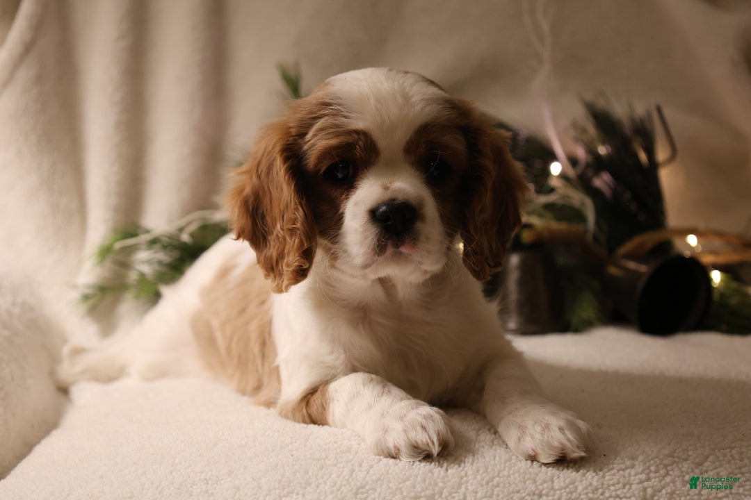 Cavalier King Charles Spaniel dogs for sale: Lexi - Ad 12