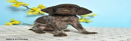 German Shorthaired Pointer dogs for sale: Toby - Ad 4