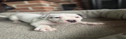 Mixed Breed dogs for sale: Titan - Ad 5