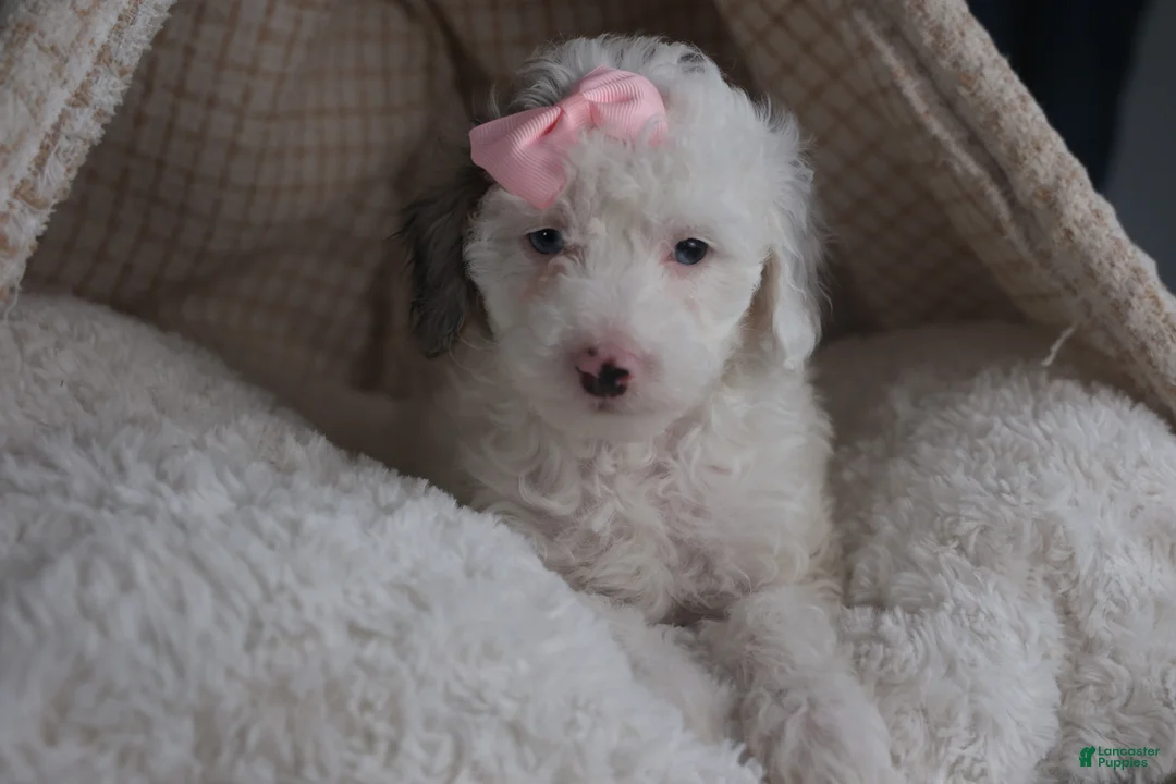 Miniature Poodle dogs for sale: Riley - Ad 3