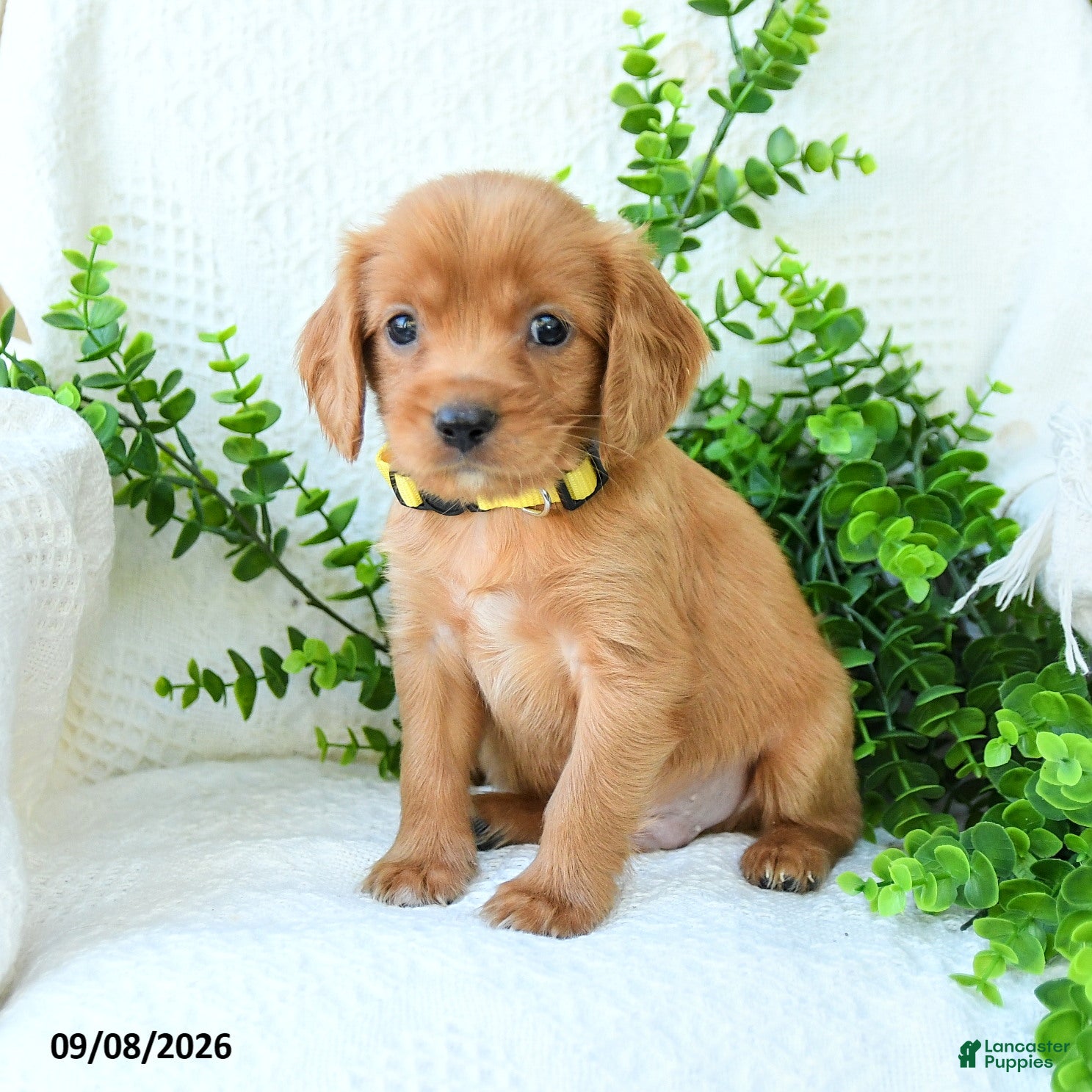 Miniature Golden Retriever dogs Arlo - Ad 1