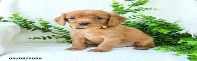 Arlo