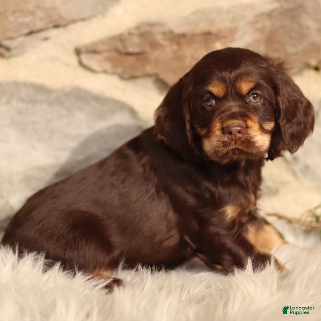 Cocker Spaniel dogs for sale: Dumpling - Ad 3