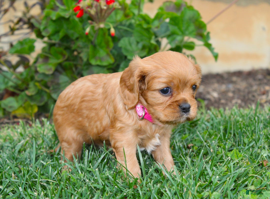Cavalier King Charles Spaniel dogs for sale: Charlotte - Genetic Tested Parents - Ad 14