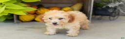 Miniature Poodle dogs for sale: Taby  - Ad 3