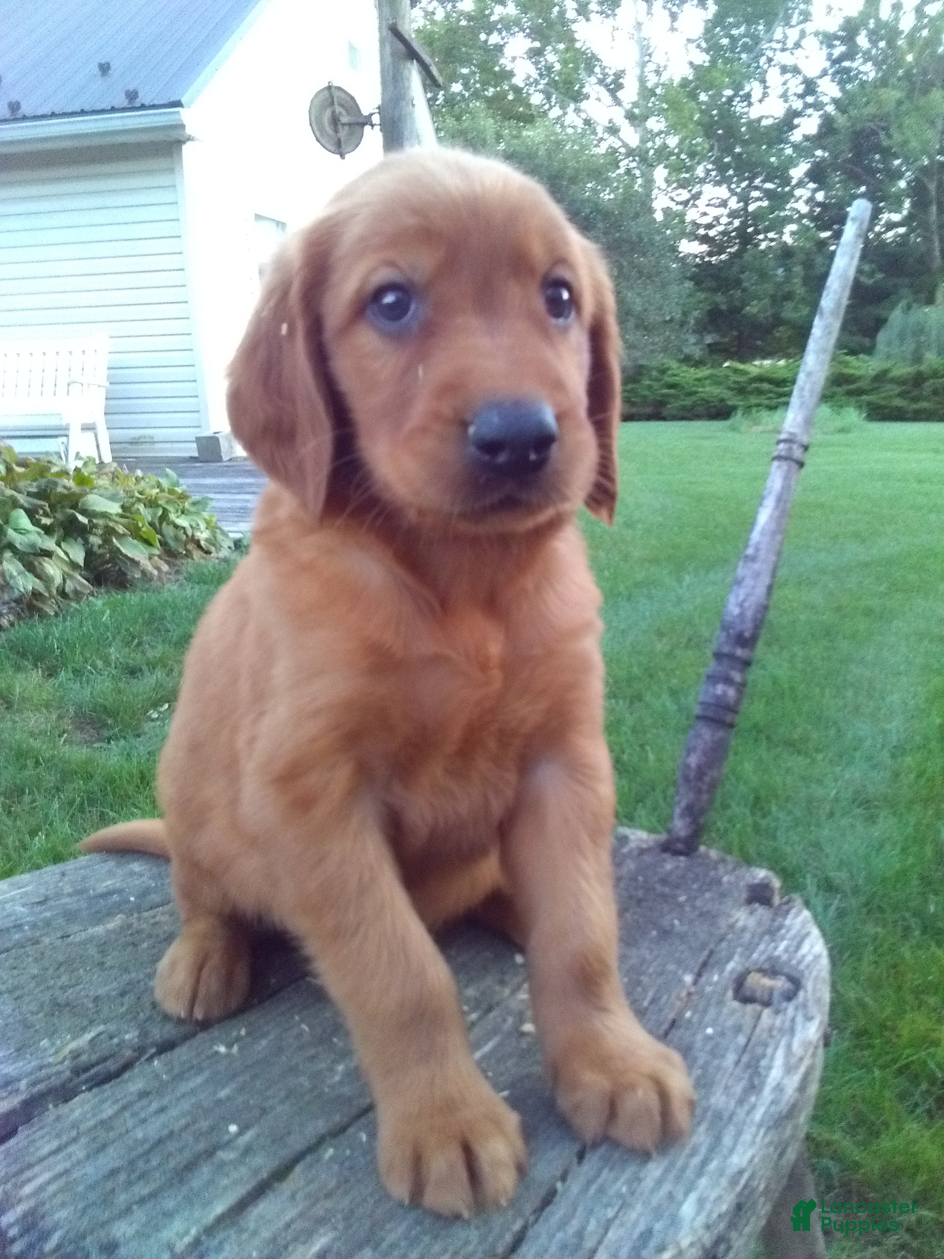 Golden Retriever dogs Bennett - Ad 1