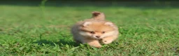 Pomeranian dogs for sale: Sir Fox - Ad 4