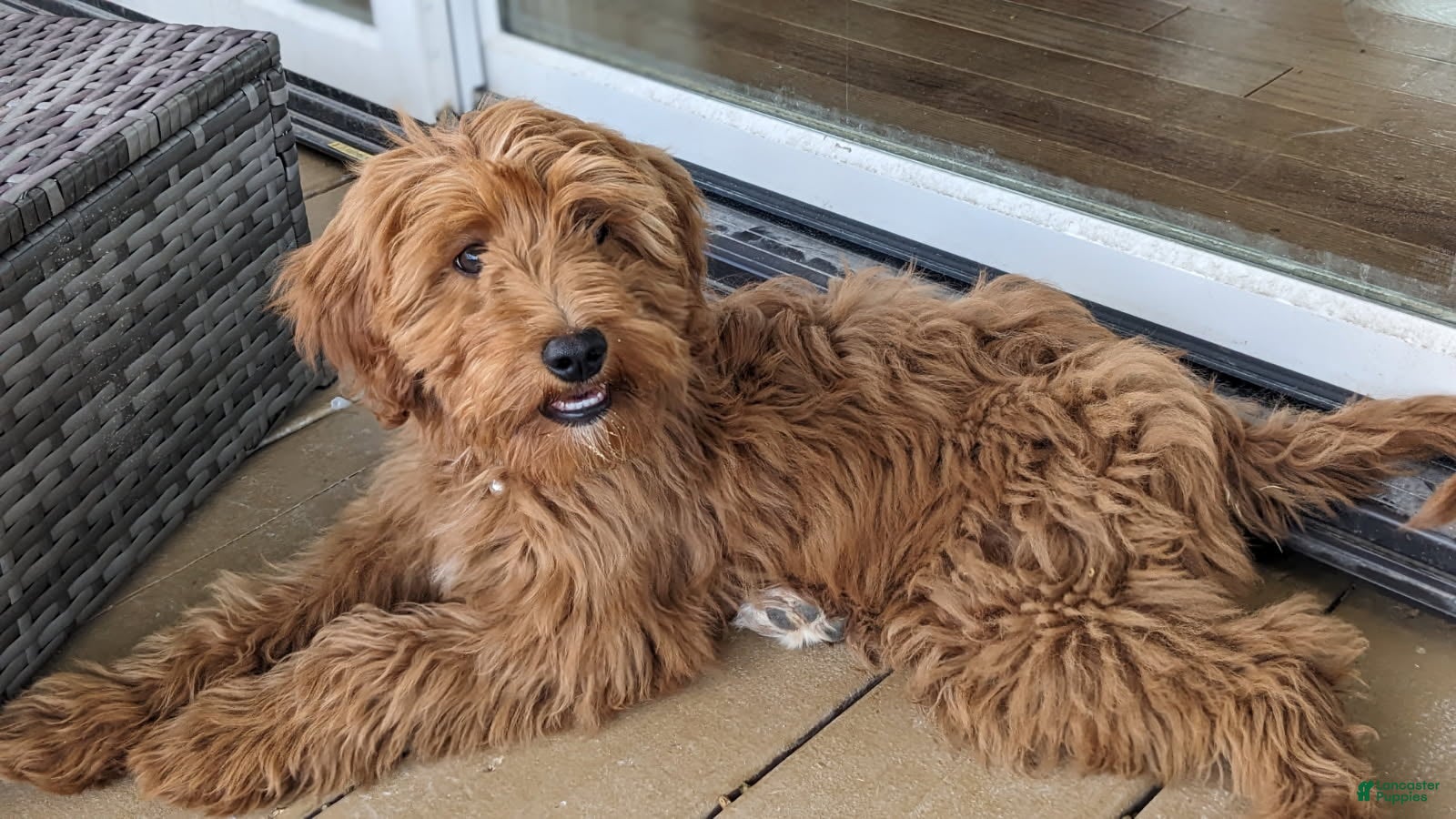 Mini Goldendoodle dogs Molly - Ad 2