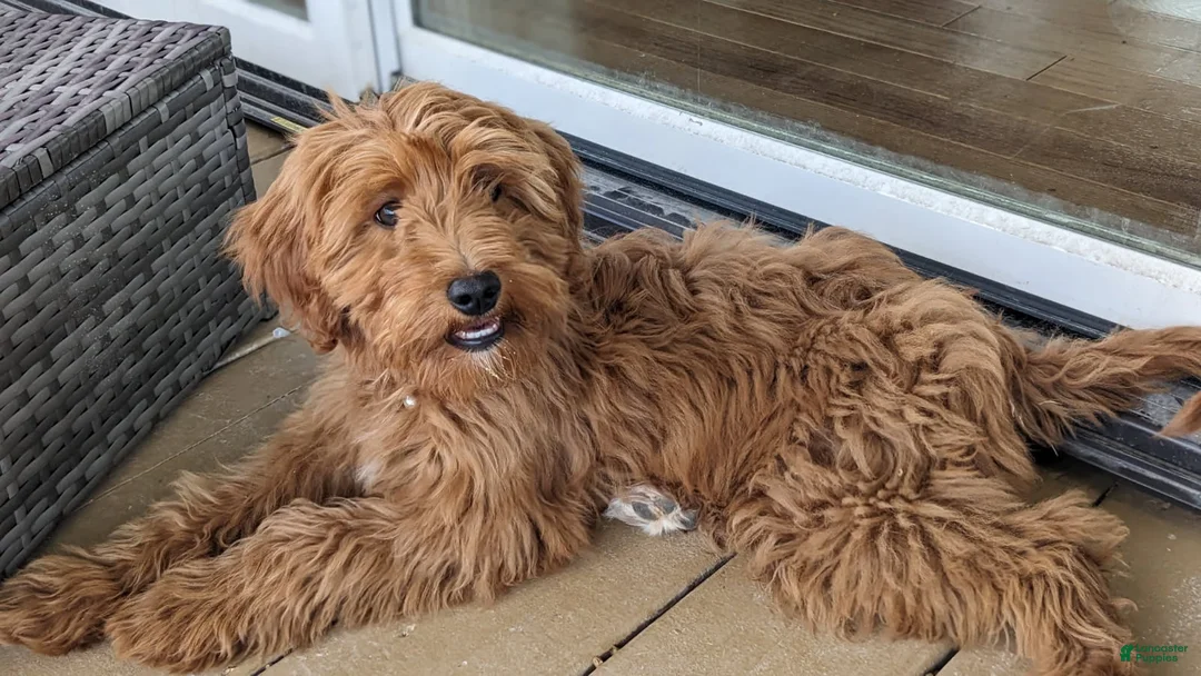 Mini Goldendoodle dogs for sale: Molly - Ad 2