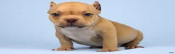 American Bully dogs for sale: Chocolate Fawn Male - Ad 1