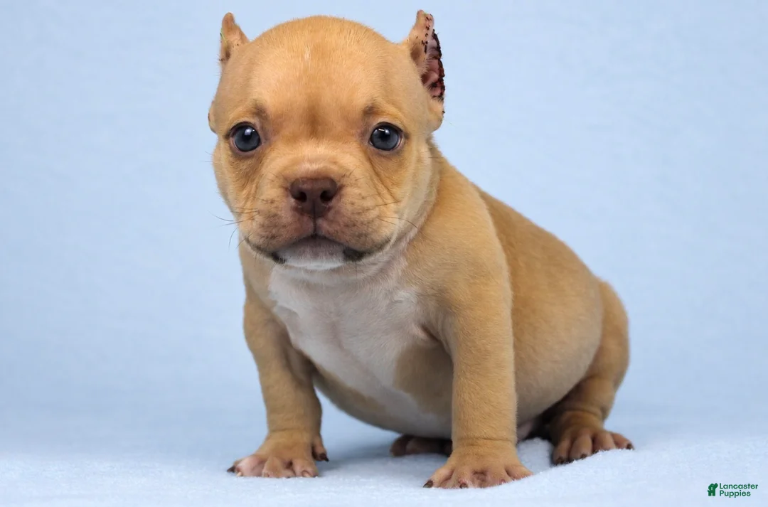 American Bully dogs for sale: Chocolate Fawn Male - Ad 1
