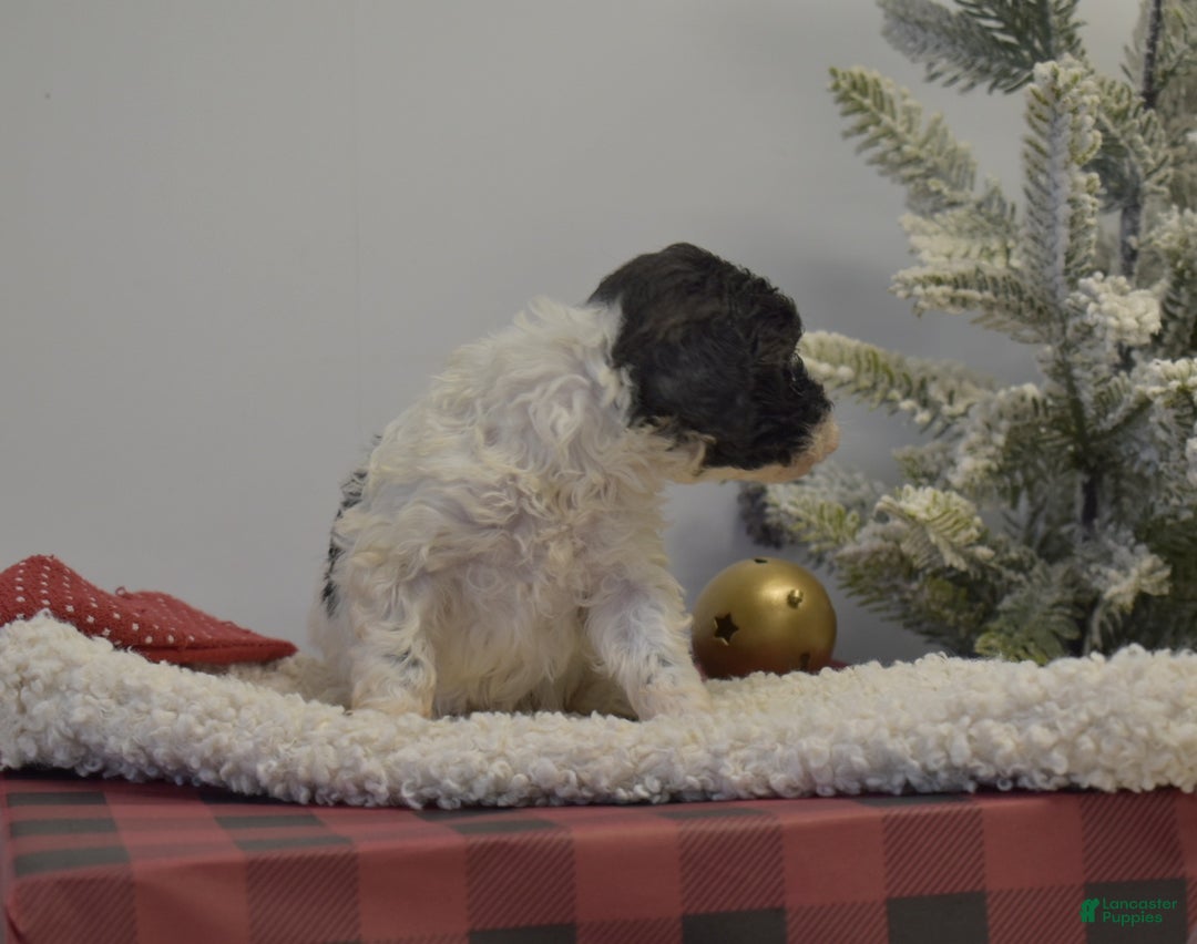 Miniature Poodle dogs for sale: Mylah - Ad 5