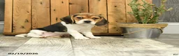 Beagle dogs for sale: Hunter - Ad 4