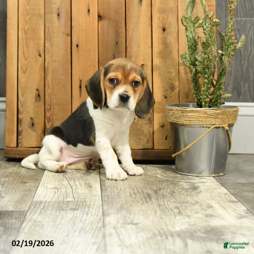 Beagle dogs for sale: Hunter - Ad 4