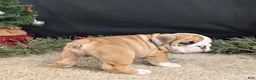 English Bulldog dogs for sale: Fudge  - Ad 6