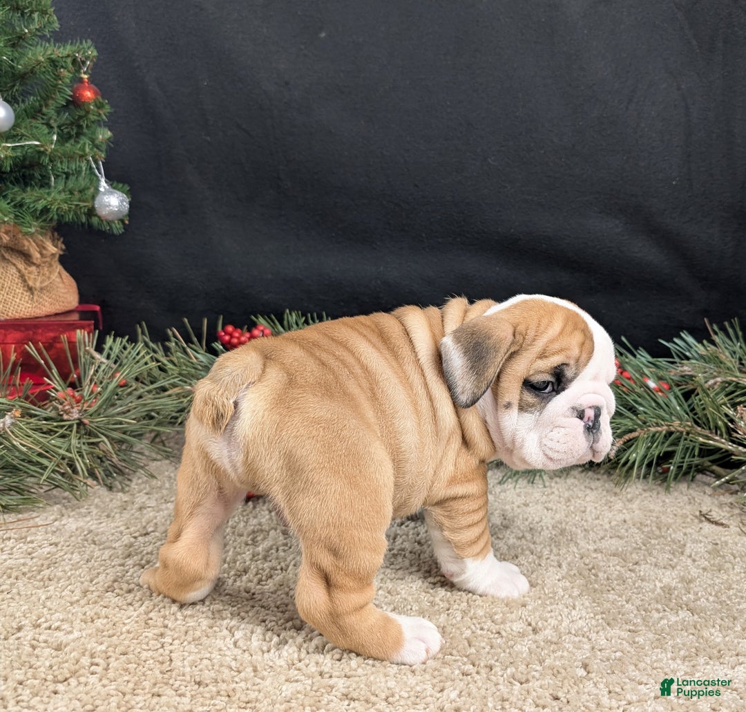 English Bulldog dogs for sale: Fudge  - Ad 6