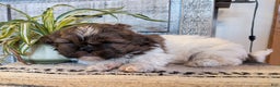 Shih Tzu dogs for sale: Starr - Ad 3