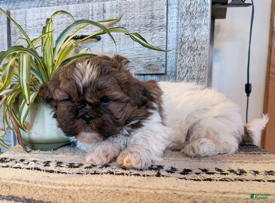 Shih Tzu dogs for sale: Starr - Ad 3