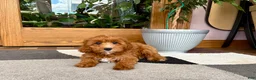 Cavapoo dogs for sale: Cavapoo 1 - Ad 6