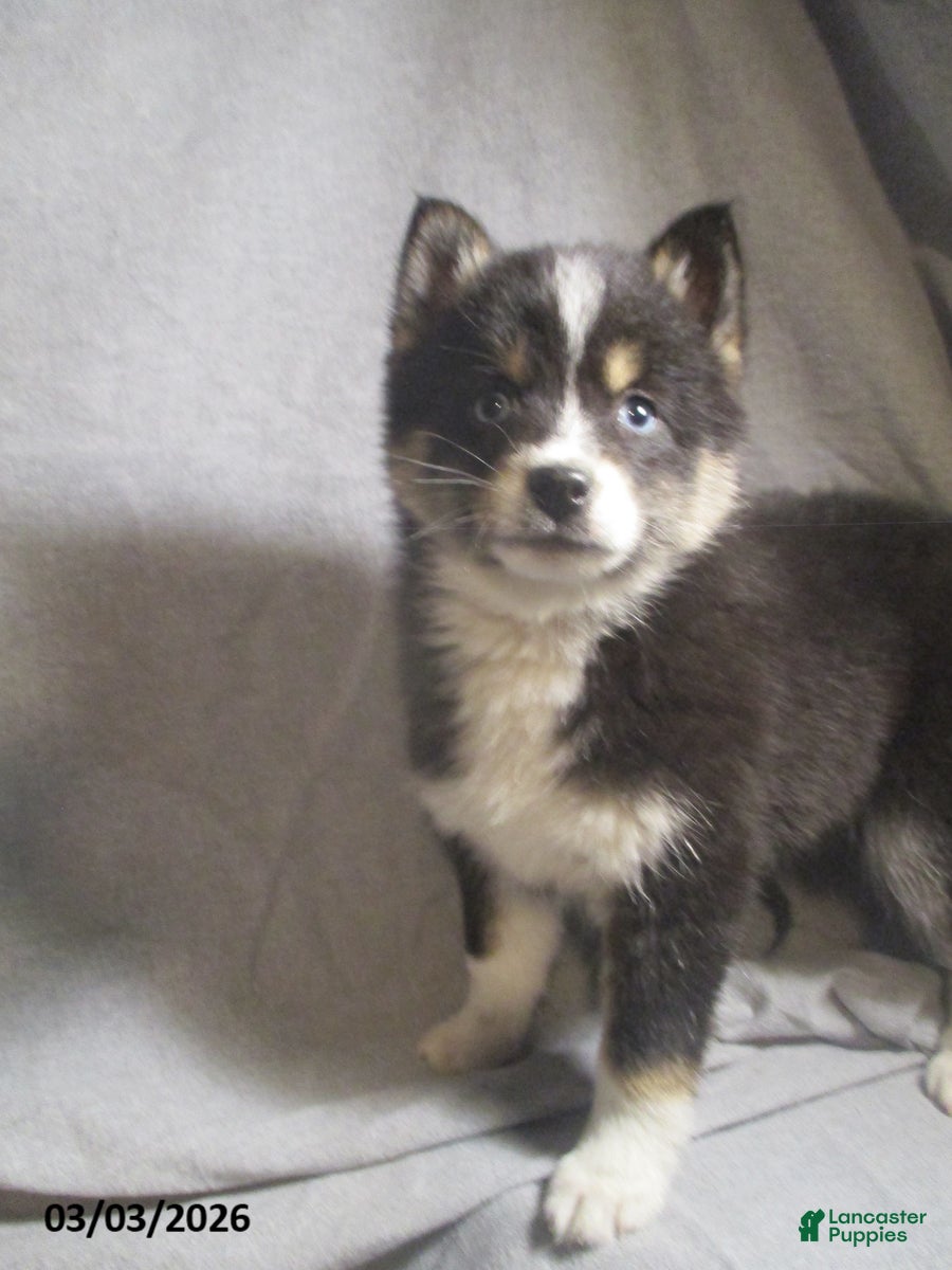 Pomsky dogs Susie - Ad 1